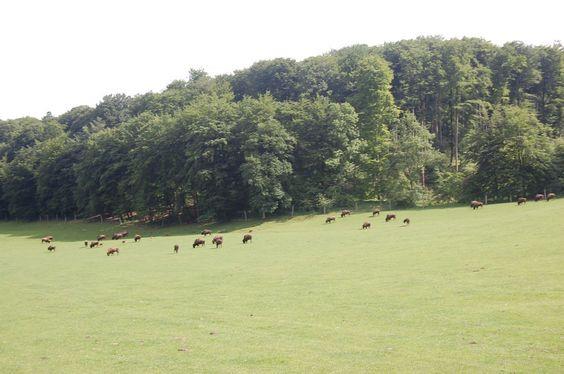 DSC_0084 [50%] [50%].JPG